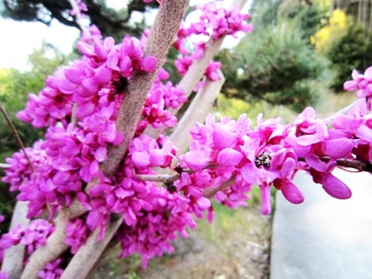 飛鳥川の畔に咲く花