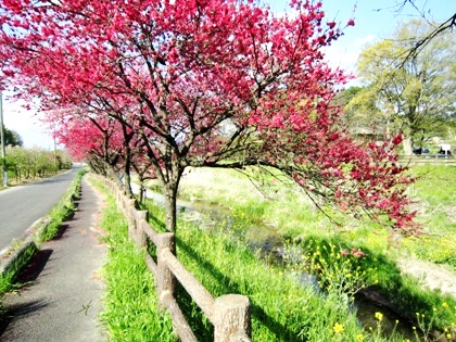 飛鳥川沿いに咲く花