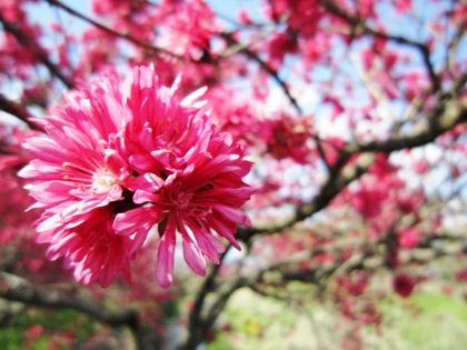 飛鳥川沿いに開花する花