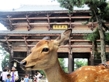 東大寺南大門　奈良公園の鹿